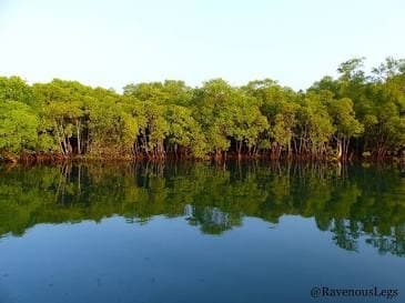 Chorão Island Mangroves